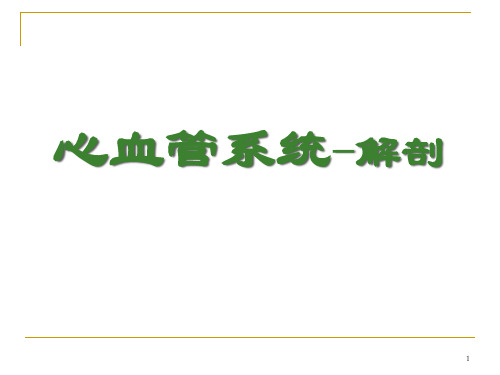 心血管系统解剖精品PPT课件