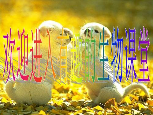 八年级生物上册 第五单元 第二章 第二节 先天性行为和学习行为课件1 (新版)新人教版