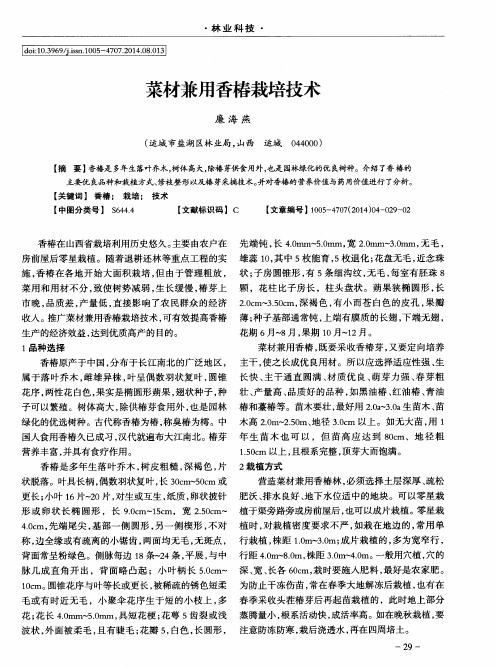 菜材兼用香椿栽培技术