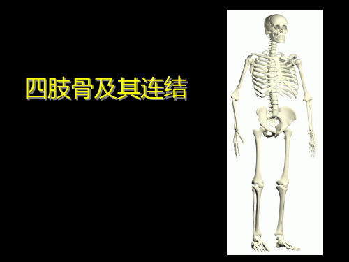 四肢骨及连接