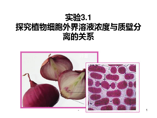 实验3.1质壁分离PPT课件