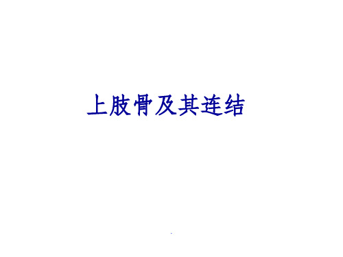 上肢骨及其连结、下肢骨及其连结(人体解剖学)