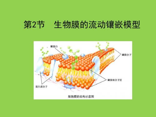 生物膜流动镶嵌模型