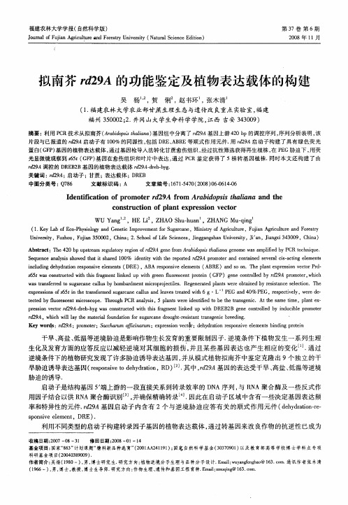 拟南芥rd29A的功能鉴定及植物表达载体的构建