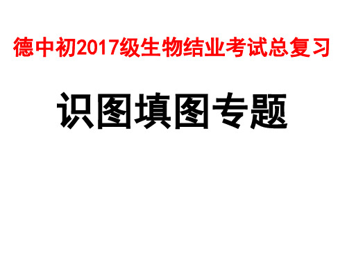 人教版初中生物结业考试总复习-识图题