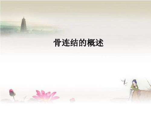 骨连接概述