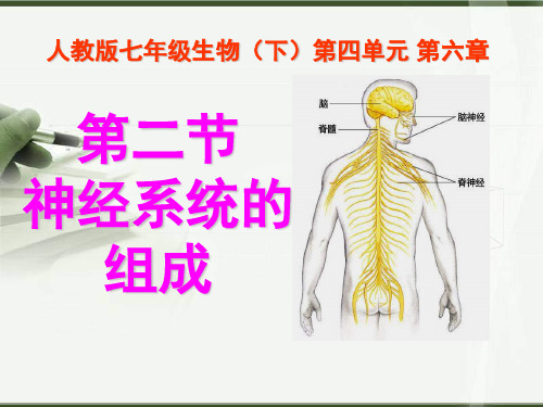 人教版生物七年级下册第四单元第六章人体生命活动的调节第2节神经系统的组成6精品PPT课件