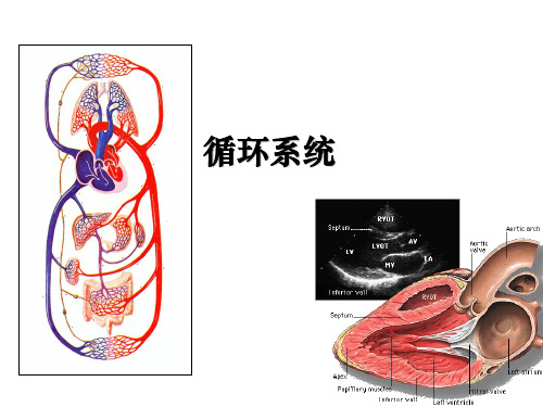 循环系统(解剖结构)