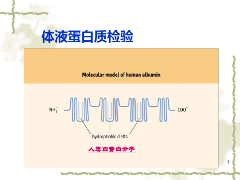 体液蛋白质检验PPT课件