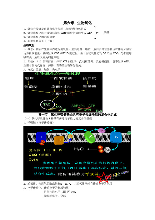 06生物氧化