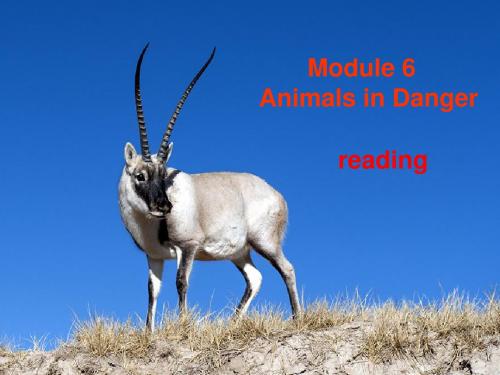 外研版高中英语Book 5 Module 6 reading 教学课件  (共18张PPT)