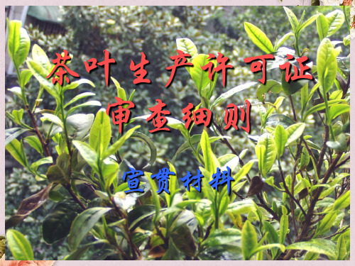 茶叶-幻灯片(PPT 41页)