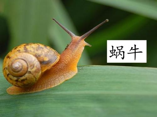 最新苏教版二下蜗牛的奖杯课件PPT