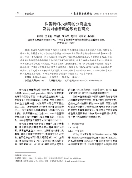 一株番鸭细小病毒的分离鉴定及其对雏番鸭的致病性研究