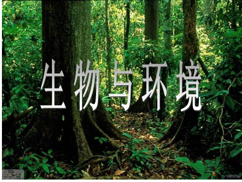 八年级生物下：第六单元第一章第一节生态系统的组成课件济南版