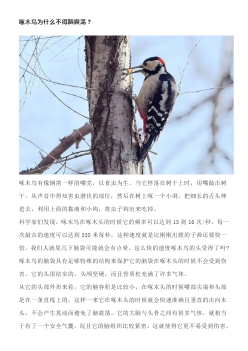 啄木鸟为什么不得脑震荡？