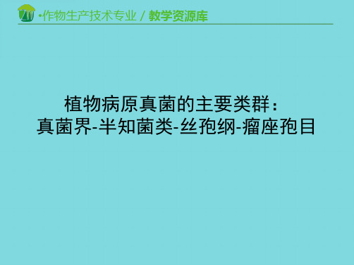 植物病原真菌的主要类群：真菌界-半知菌类-丝孢纲-瘤座孢目-镰孢属(分析“孢属”文档)共8张PPT