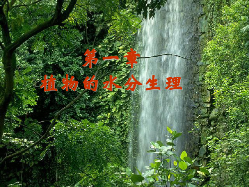 植物生理学：植物的水分生理