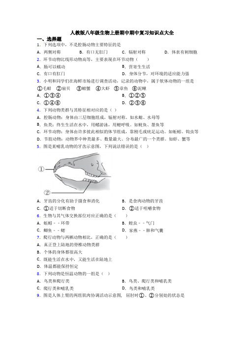 人教版八年级生物上册期中期中复习知识点大全