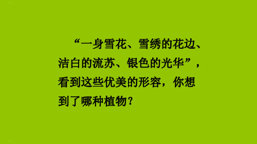 《白桦》PPT—人教部编版白桦精品课件9