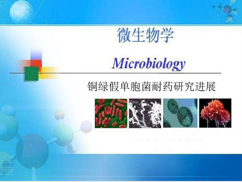 铜绿假单胞菌耐药研究进展ppt(31张)