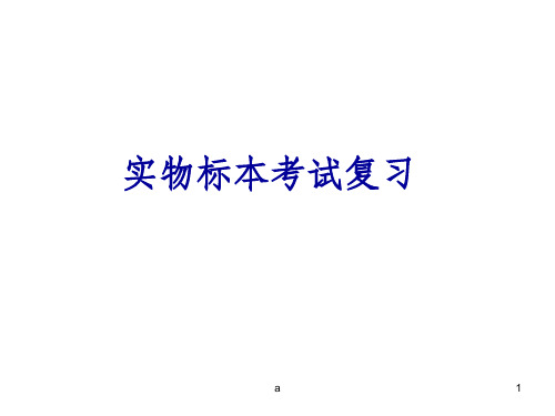 系统解剖学实物标本考试复习