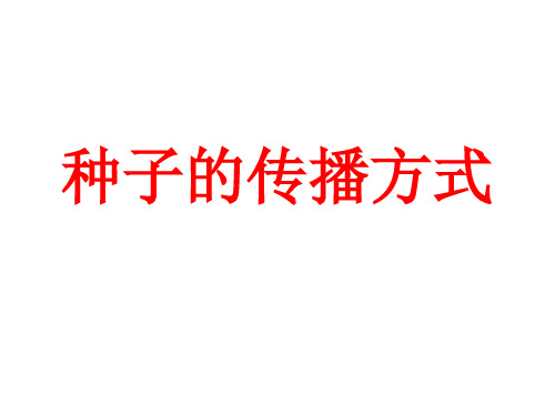 种子的传播方式PPT