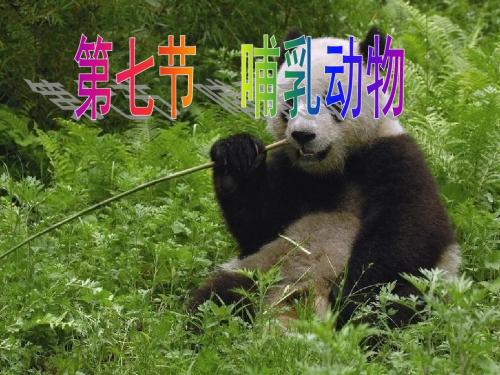 第七节哺乳动物