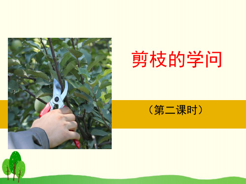 《剪枝的学问》课件PPT