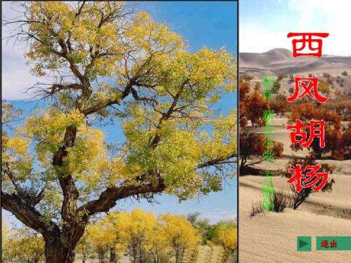 语文S版《西风胡杨》ppt课件