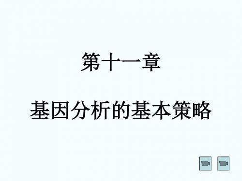 分子生物学C11基因分析的基本的策略-PPT课件