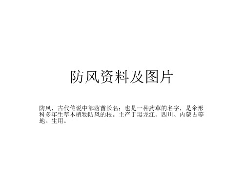 防风资料及图片 PPT课件