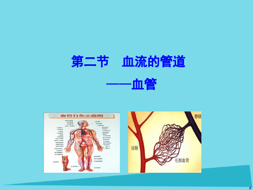 七年级生物下册 生物圈中的人 人体内物质的运输血流的管道─血管教学 课件新人教版