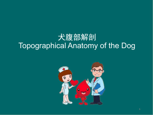 犬腹部解剖医学PPT课件