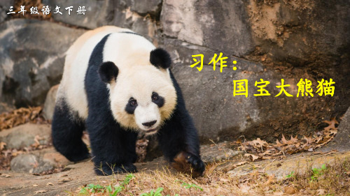 部编版小学语文三年级下册习作《国宝大熊猫》优质课件