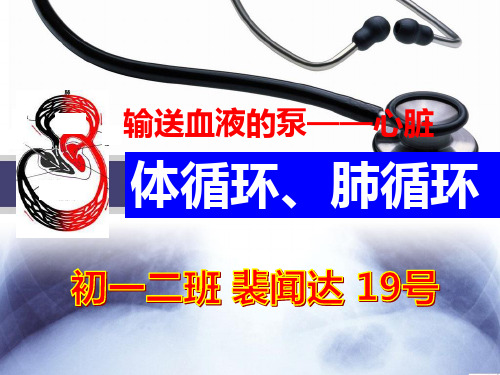 体循环、肺循环
