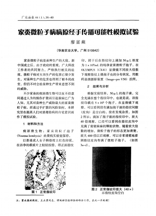 家蚕微粒子病病原经手传播可能性模拟试验