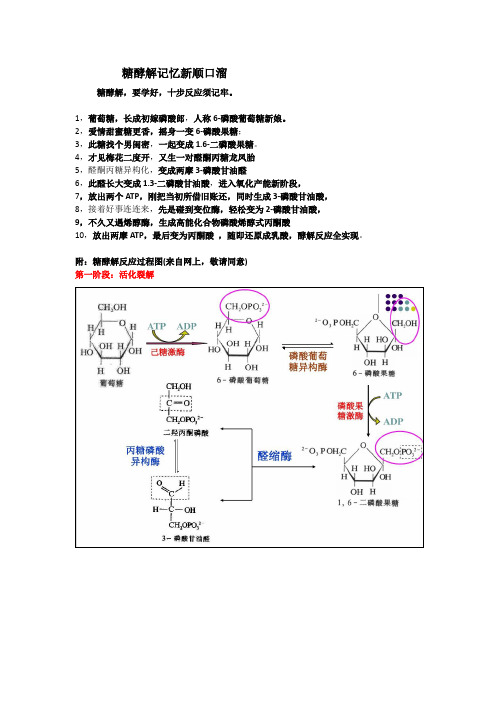 糖酵解记忆新顺口溜