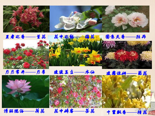 七年级生物上册 3.2.3 开花和结果课件 (新版)新人教版