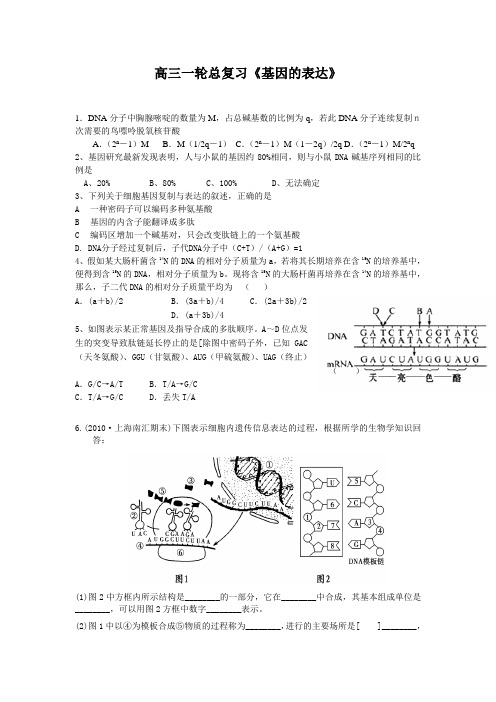 高三一轮复习《基因的表达》