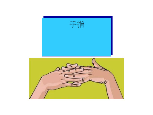 《手指》PPT(上课用)
