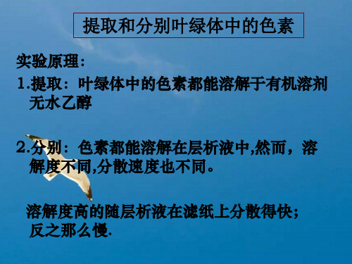光合作用色素提取ppt课件