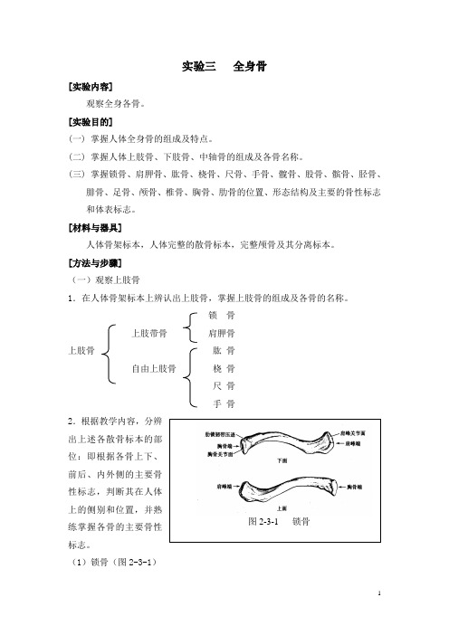 人体解剖学实验三全身骨