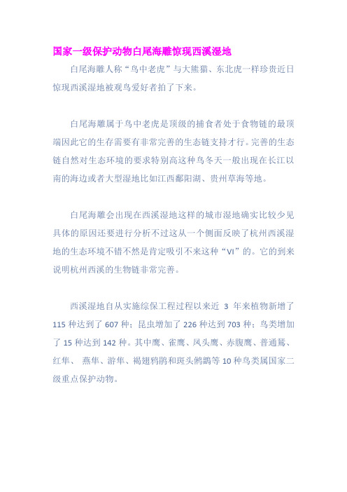 国家一级保护动物白尾海雕惊现西溪湿地