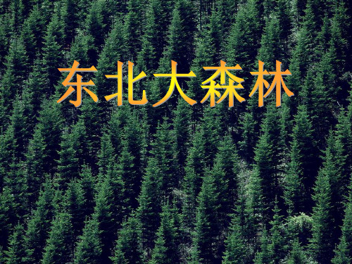 《东北大森林》PPT课件