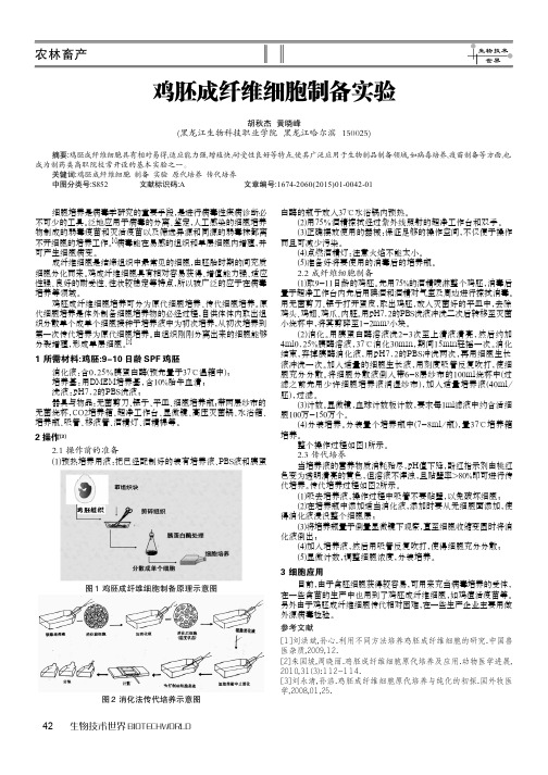 鸡胚成纤维细胞制备实验