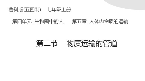 第四章第二节  物质运输的管道  教学课件  2021-2022学年鲁科版生物七年级上册