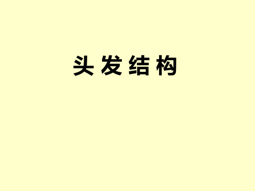 头发结构 PPT课件