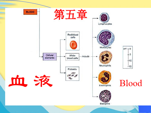 【推选】血液与体液PPT资料