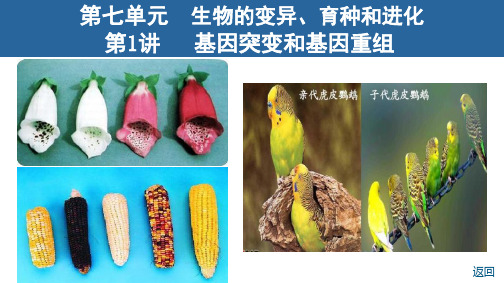 第7单元第1讲 基因突变和基因重组课件高考生物一轮复习